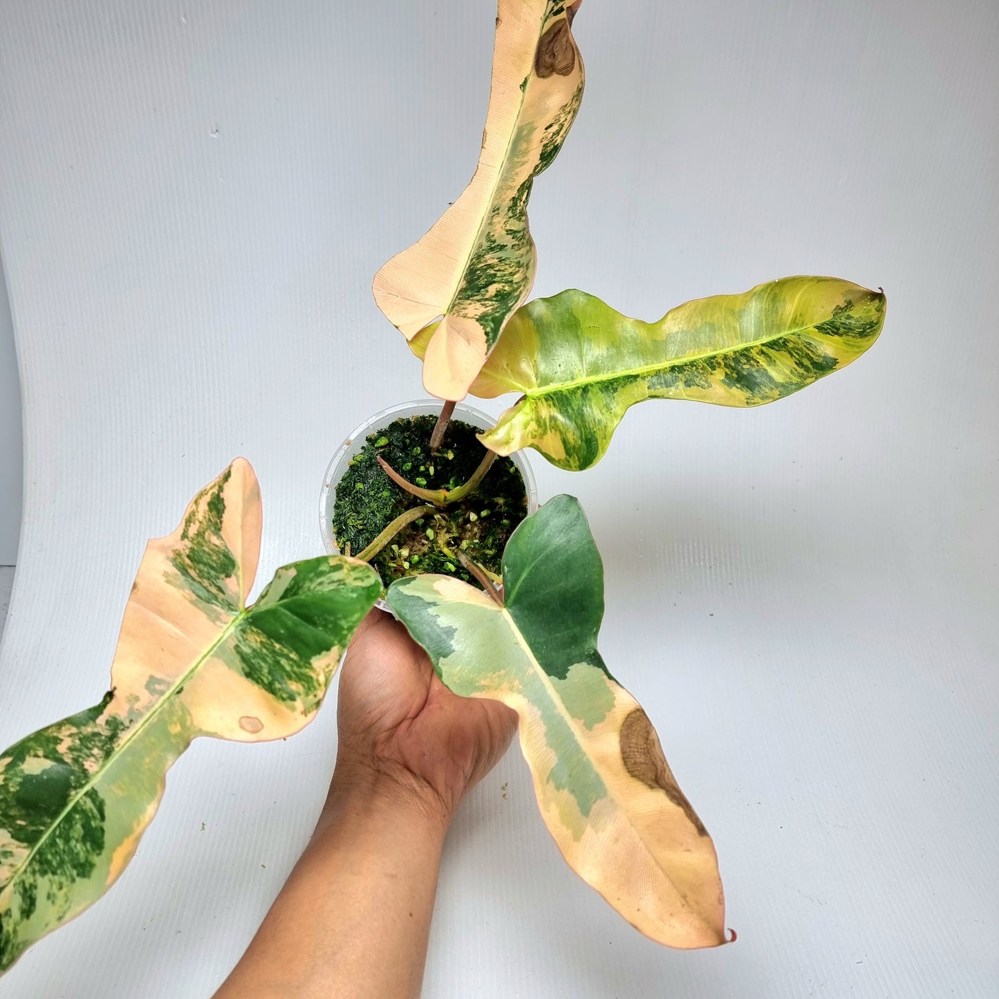 Philodendron Brown Beauty (FB x Black billie) variegated