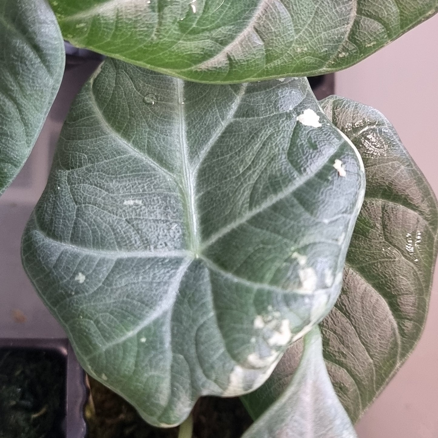 Alocasia Maharani Albo LOW Variegated