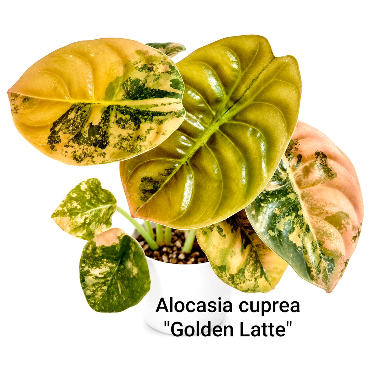 Alocasia cuprea Golden latte Variegated (1plant/bag) - Tissue culture
