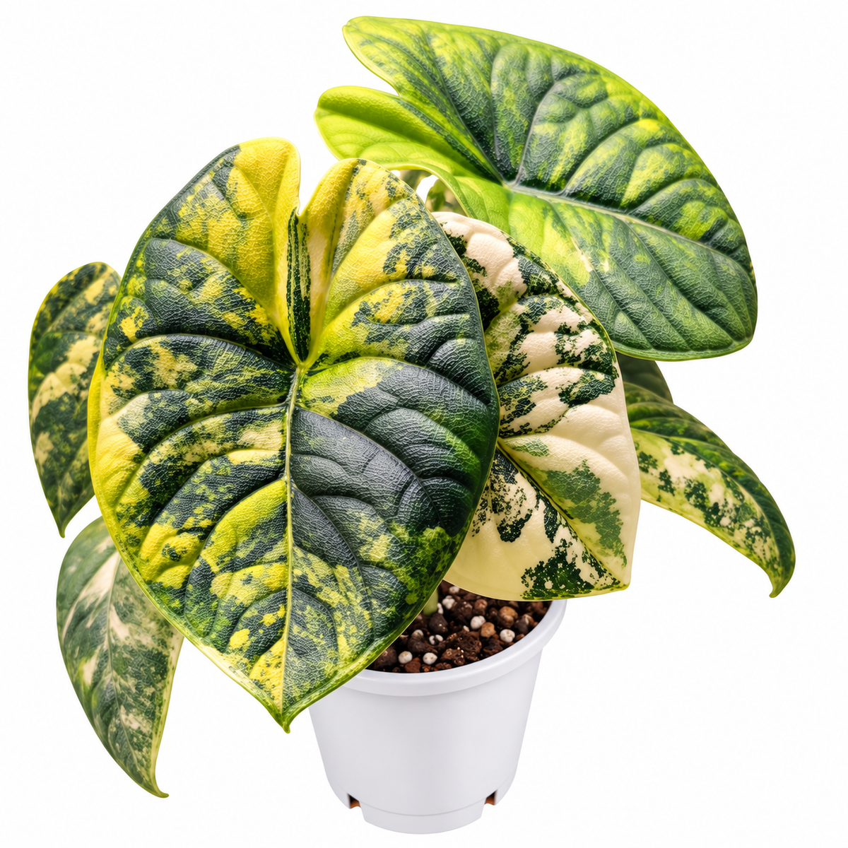 Alocasia melo Aurea Variegated PRE-ORDER - Tissue culture (1plant/bag ...