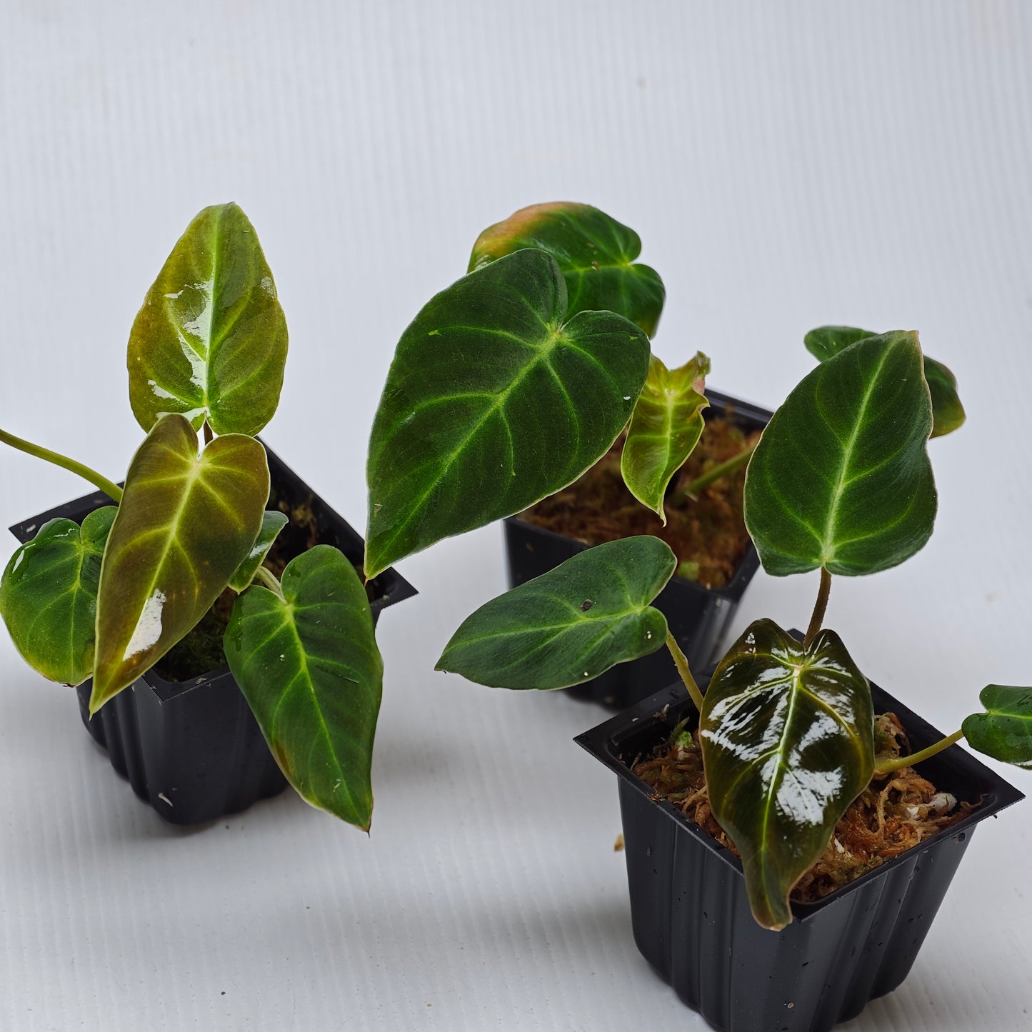 Philodendron verrucosum Rojo