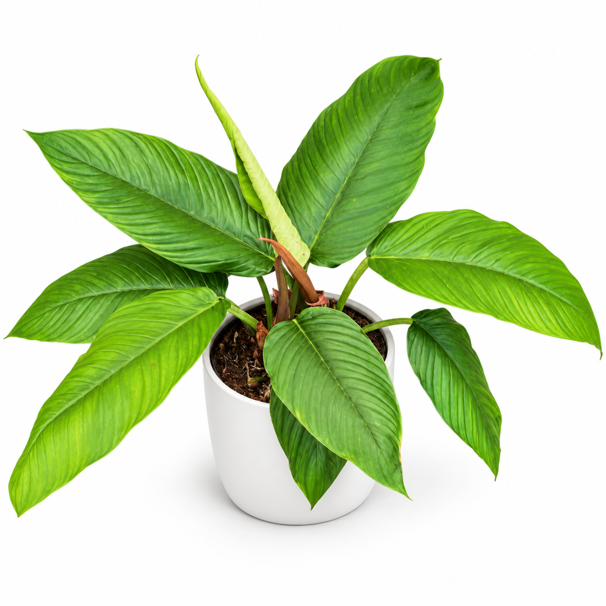 Philodendron rugapetiolatum (1plant/bag) - Tissue culture