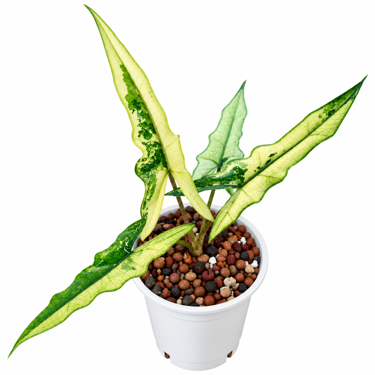Alocasia Sabrina Narrow Variegated