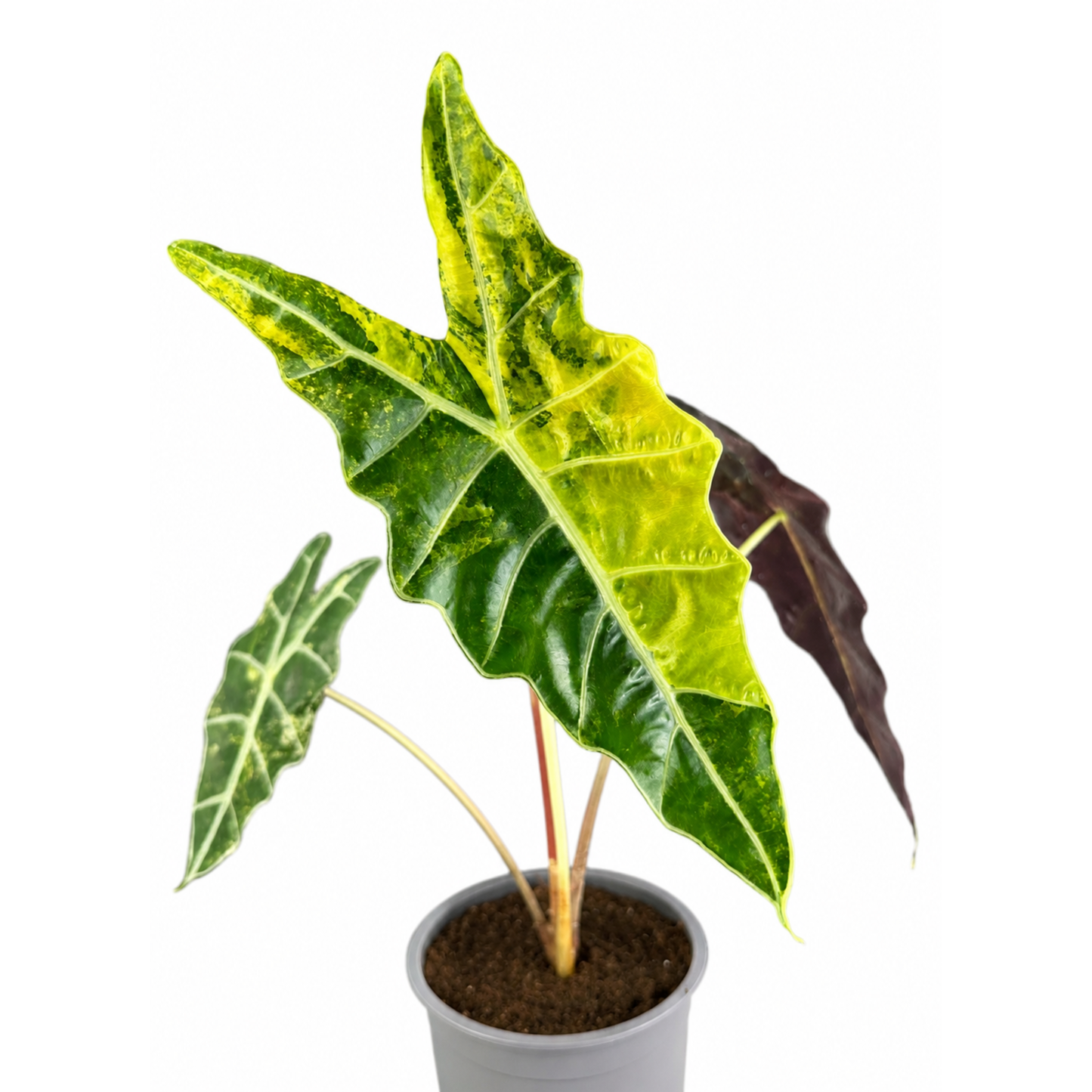 Alocasia sanderiana Bull Aurea Variegated (1plant/bag) - Tissue culture