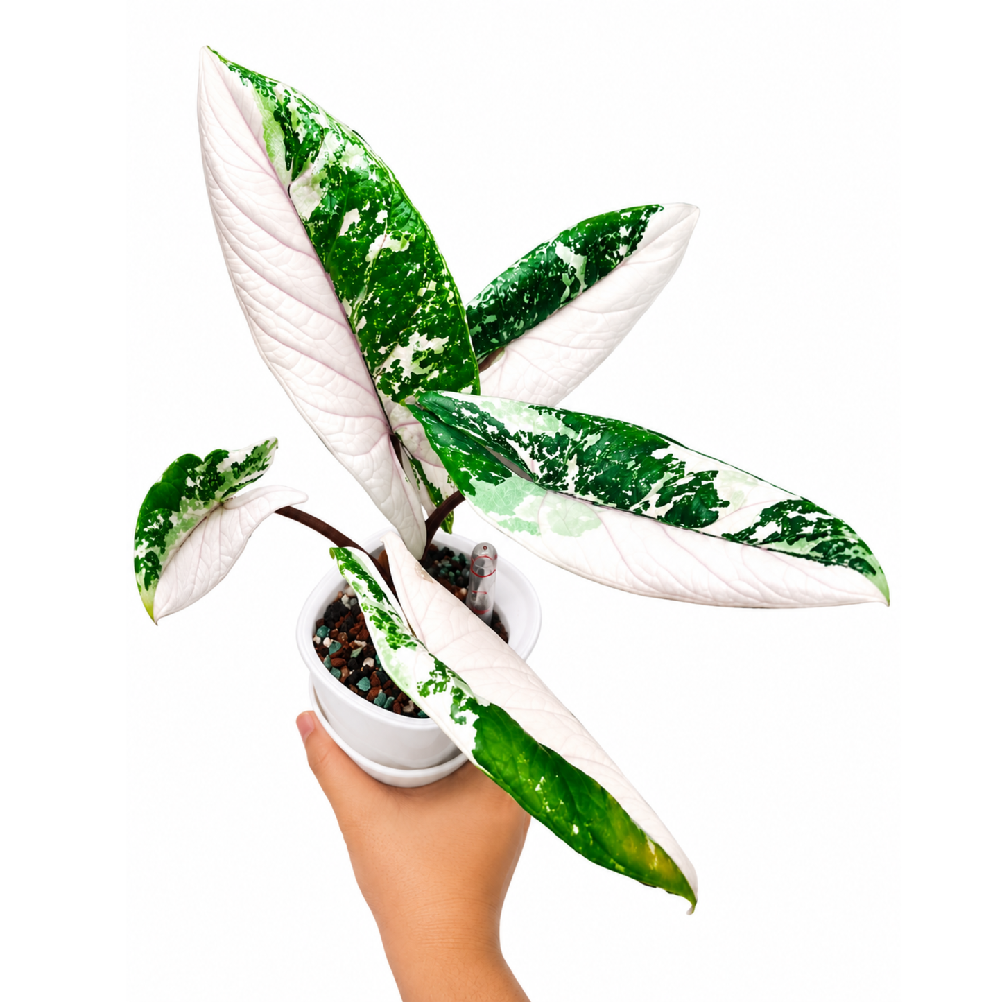 Alocasia scalprum albo Variegated (1plant/bag) - Tissue culture