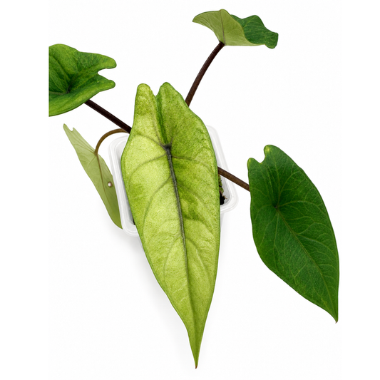 Alocasia scalprum mint (1plant/bag) - Tissue culture