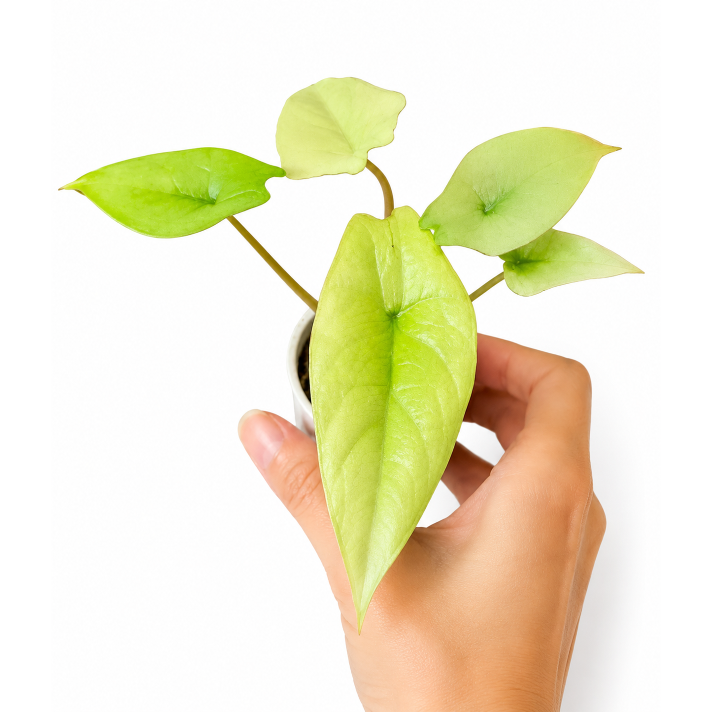 Alocasia scalprum mint (1plant/bag) - Tissue culture