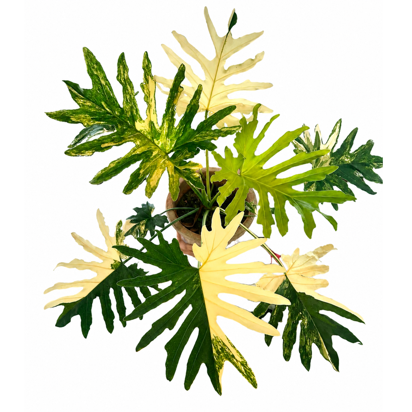 Philodendron selloum variegated (1plant/bag) - Tissue culture