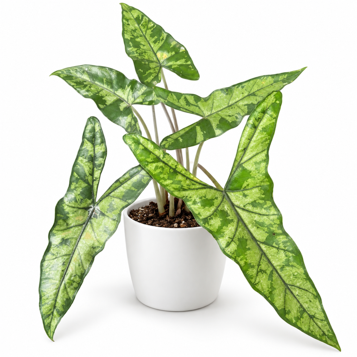 Alocasia Shattered Glass (1plant/bag) - Tissue culture