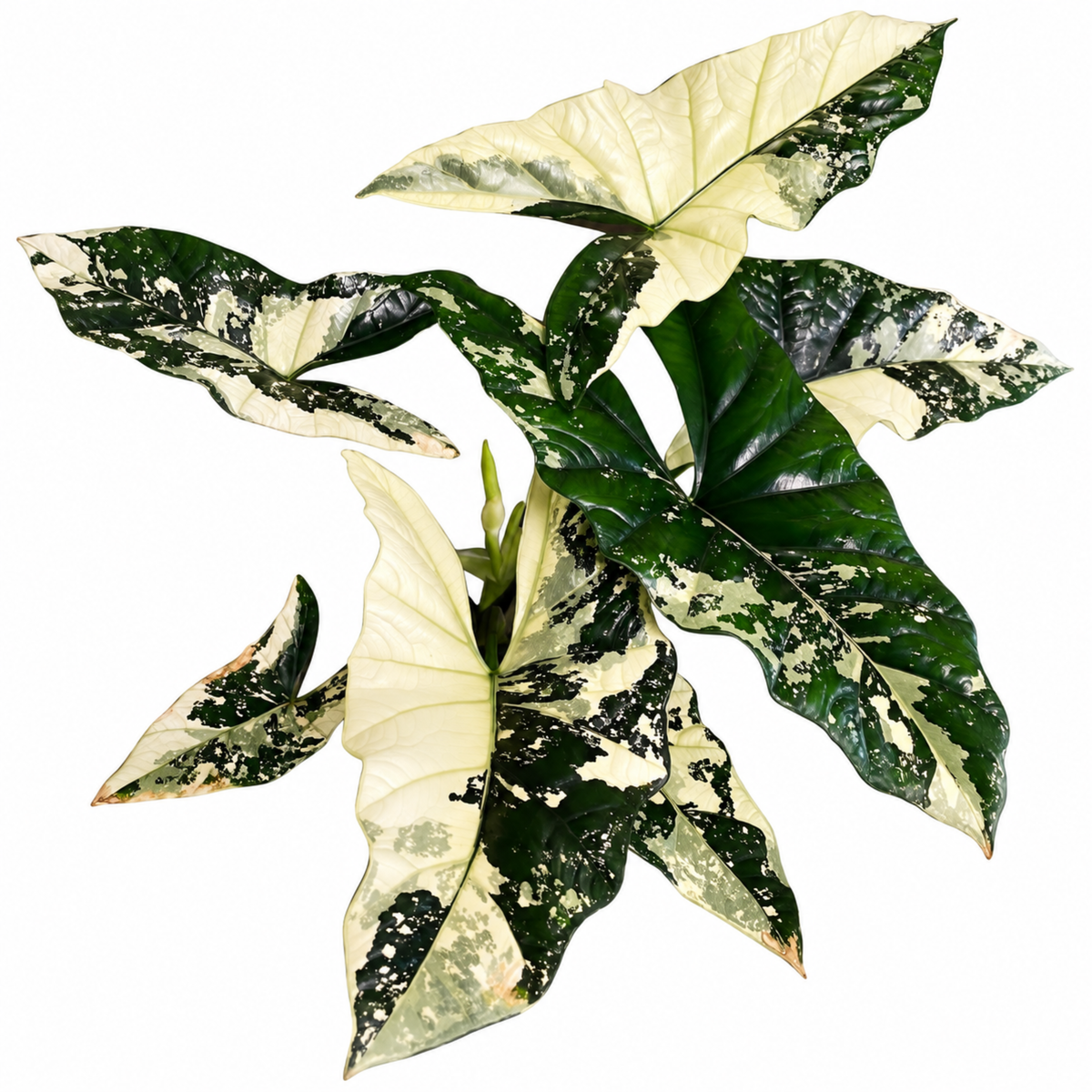 Alocasia Simpo Albo Variegated (1plant/bag) - Tissue culture