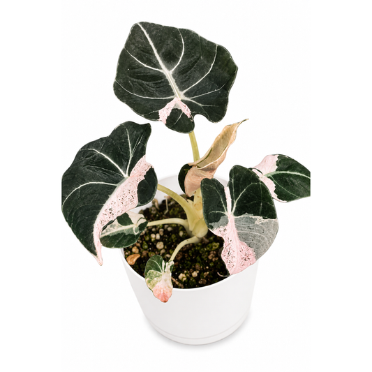 Alocasia Black Velvet Snowflake Pink Variegated  (1plant/bag) - Tissue culture