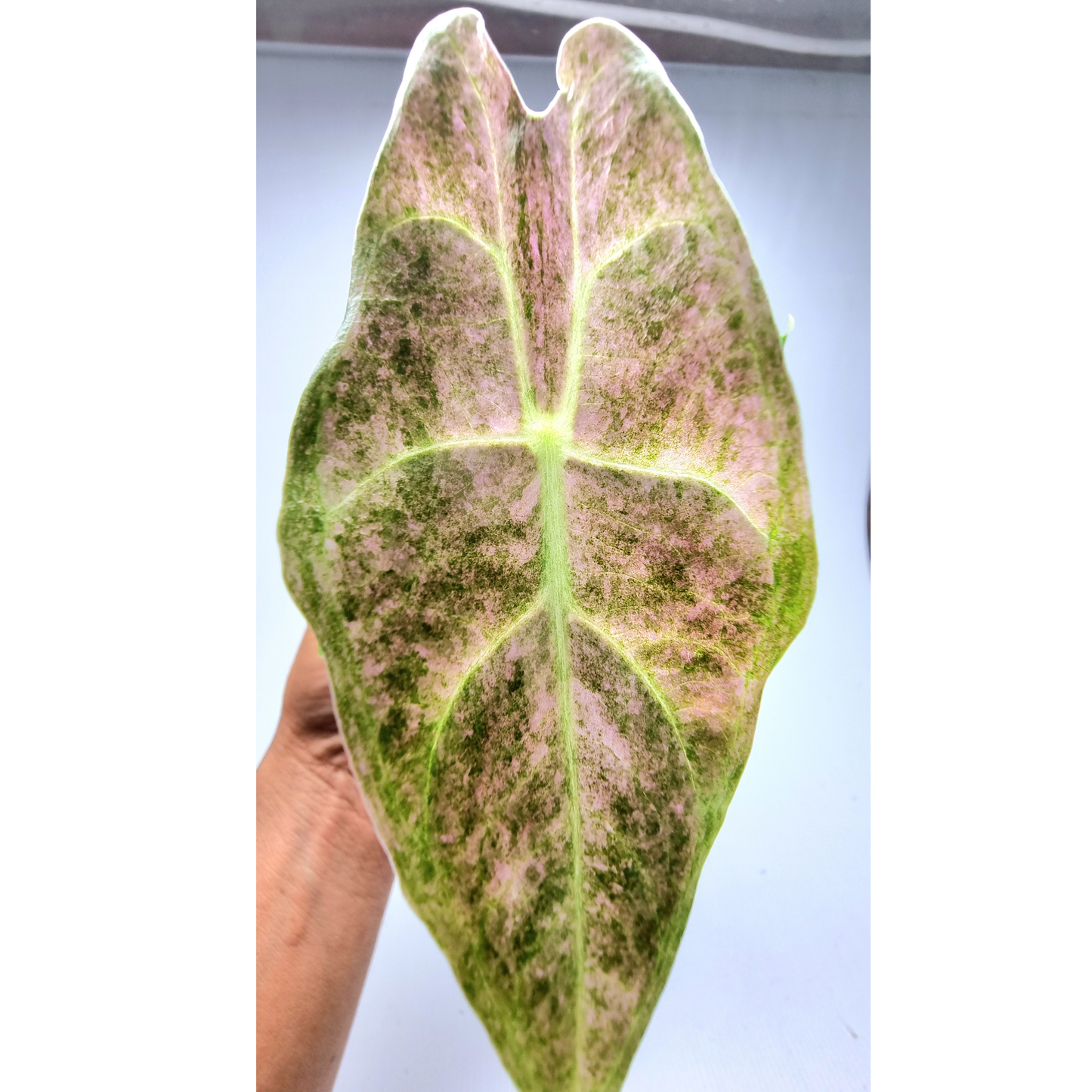 Alocasia Black Satun Stardust