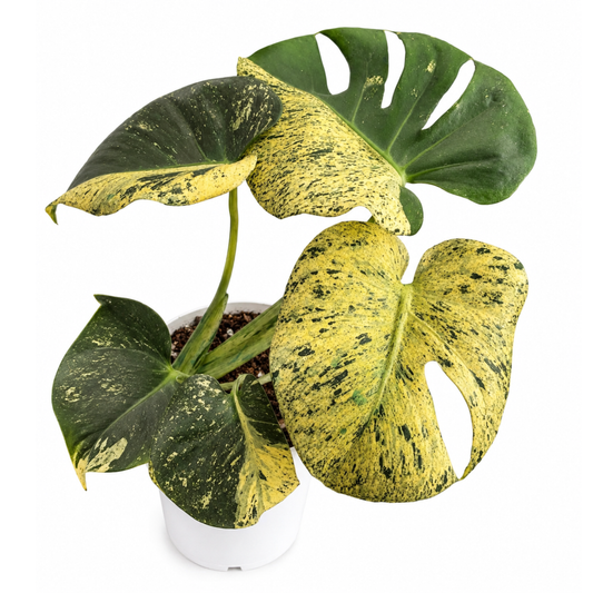 Monstera Star Shadow (1plant/bag) - Tissue culture
