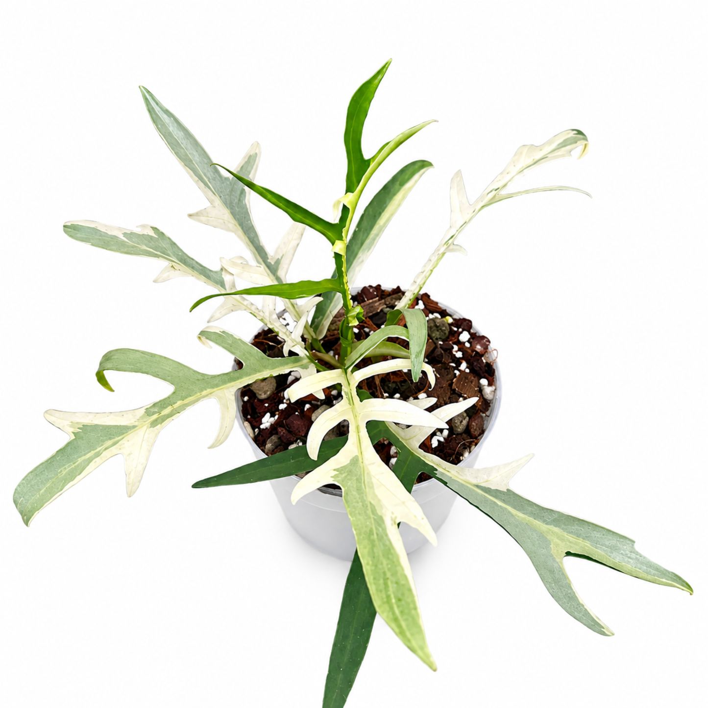 Philodendron tortum Albo Variegated (1plant/bag) - Tissue culture