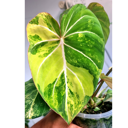 rare Philodendron gloriosum Variegated for sale in Perth Australia, rare and exotic philodendron for sale in Australia