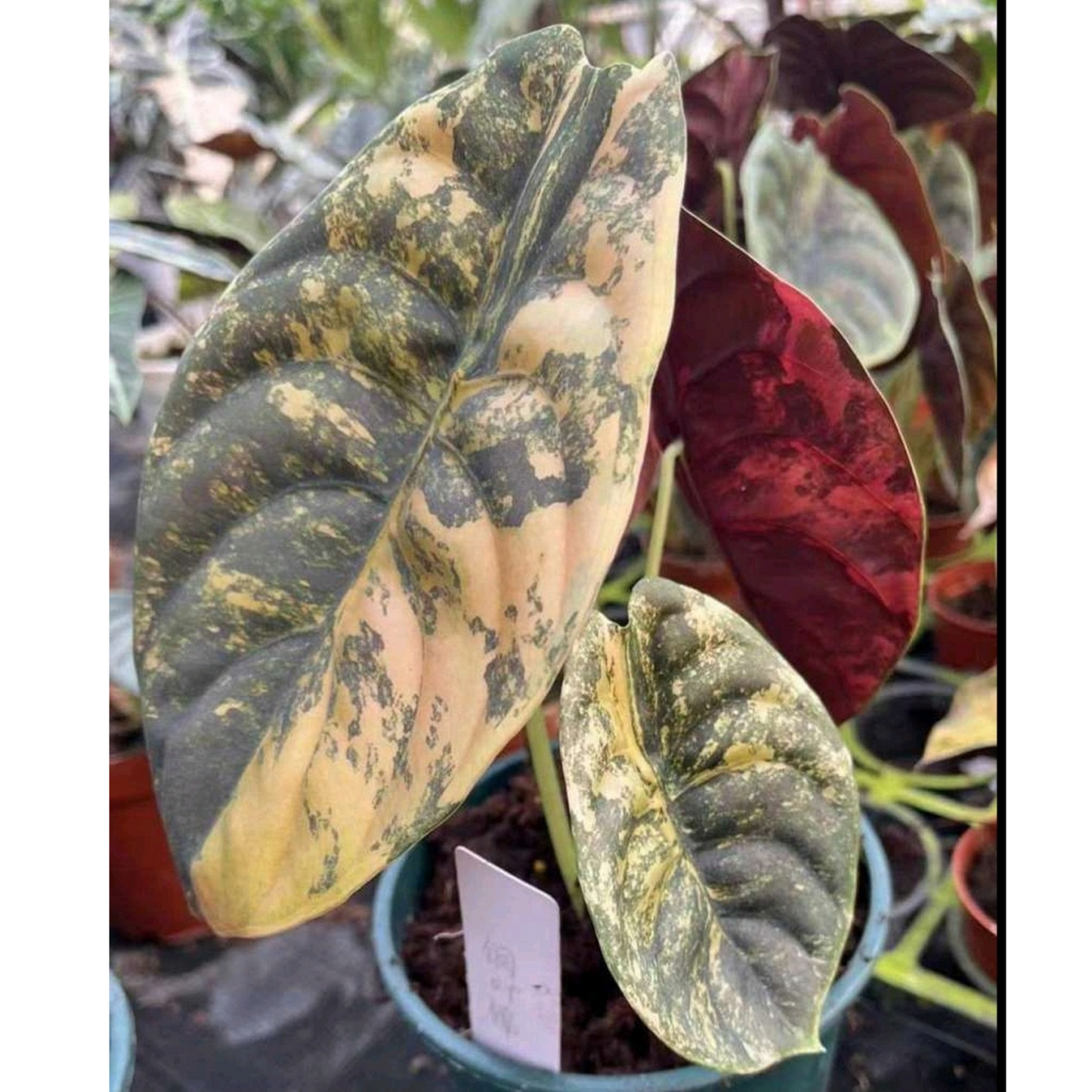 Alocasia cuprea Variegated