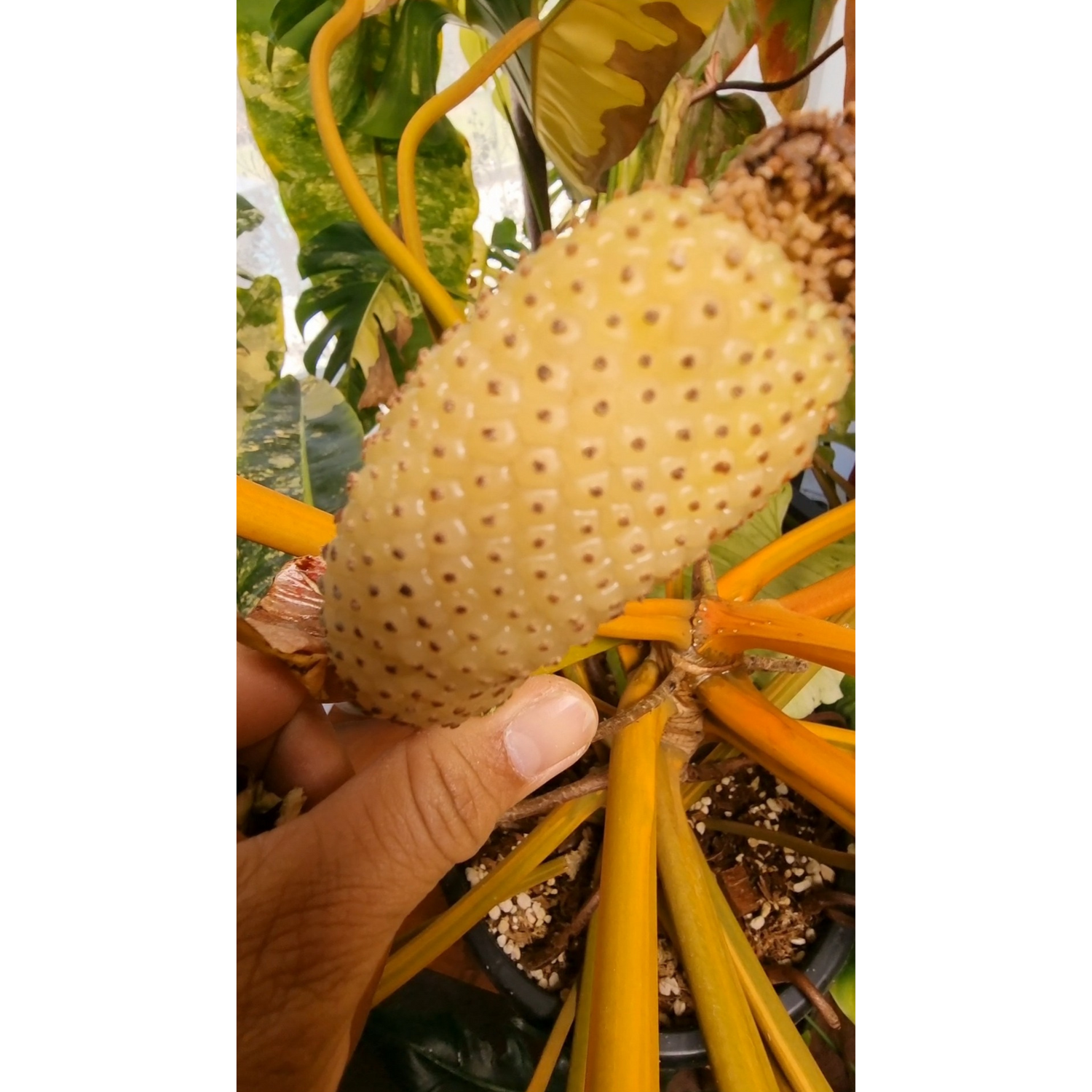 Variegated Philodendron billietiae seeds