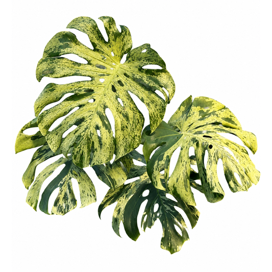 Monstera Vietciosa Premium variegation(1plant/bag) - Tissue culture