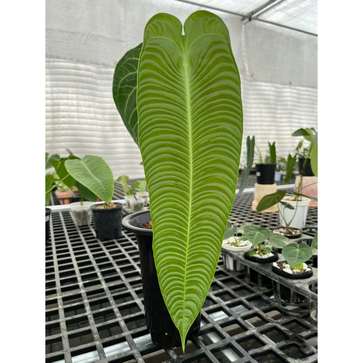 Anthurium veitchii