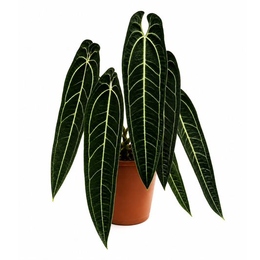 Anthurium warocqueanum Dark Form (1plant/bag) - Tissue culture