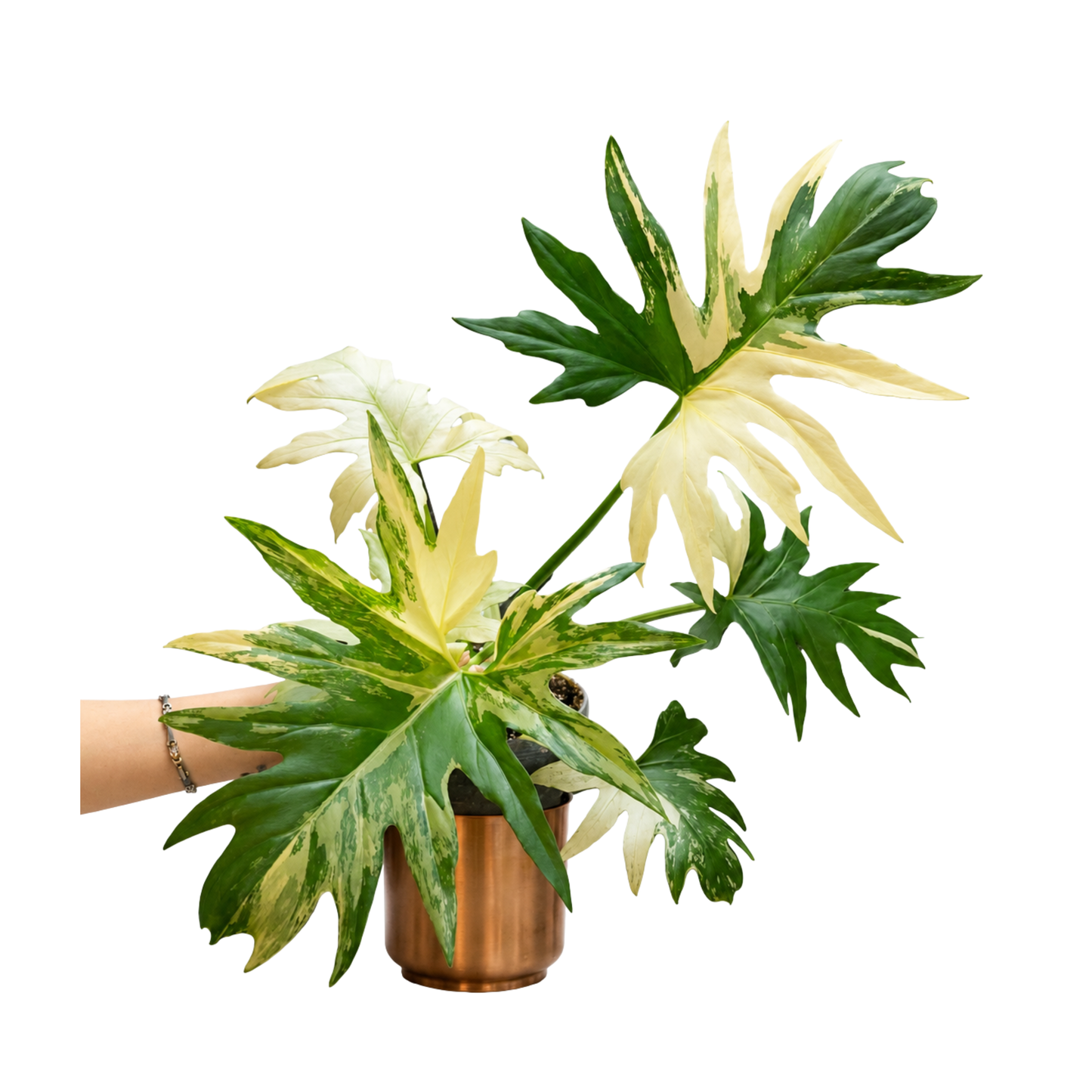 Philodendron warscewiczii variegated (1plant/bag) - Tissue culture