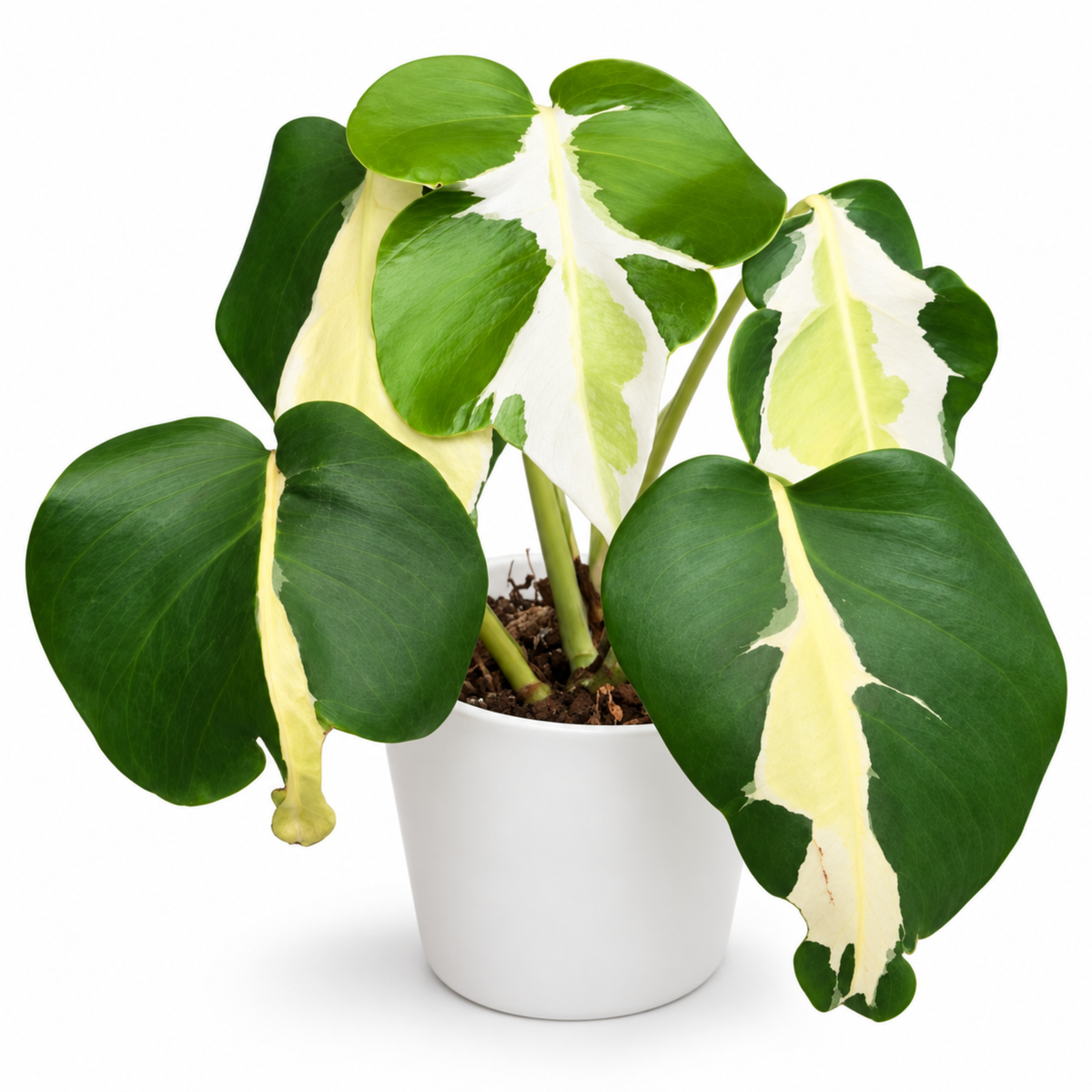 Monstera White Lava (1plant/bag) - Tissue culture