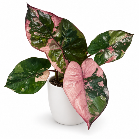 Alocasia Yucatan Princess Pink Variegated (1plant/bag) - Tissue culture