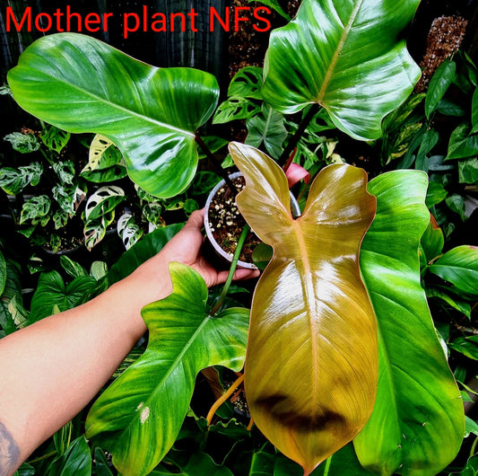 rare-Philodendron-Florida-Bronze-for-sale-in-Perth-Australia