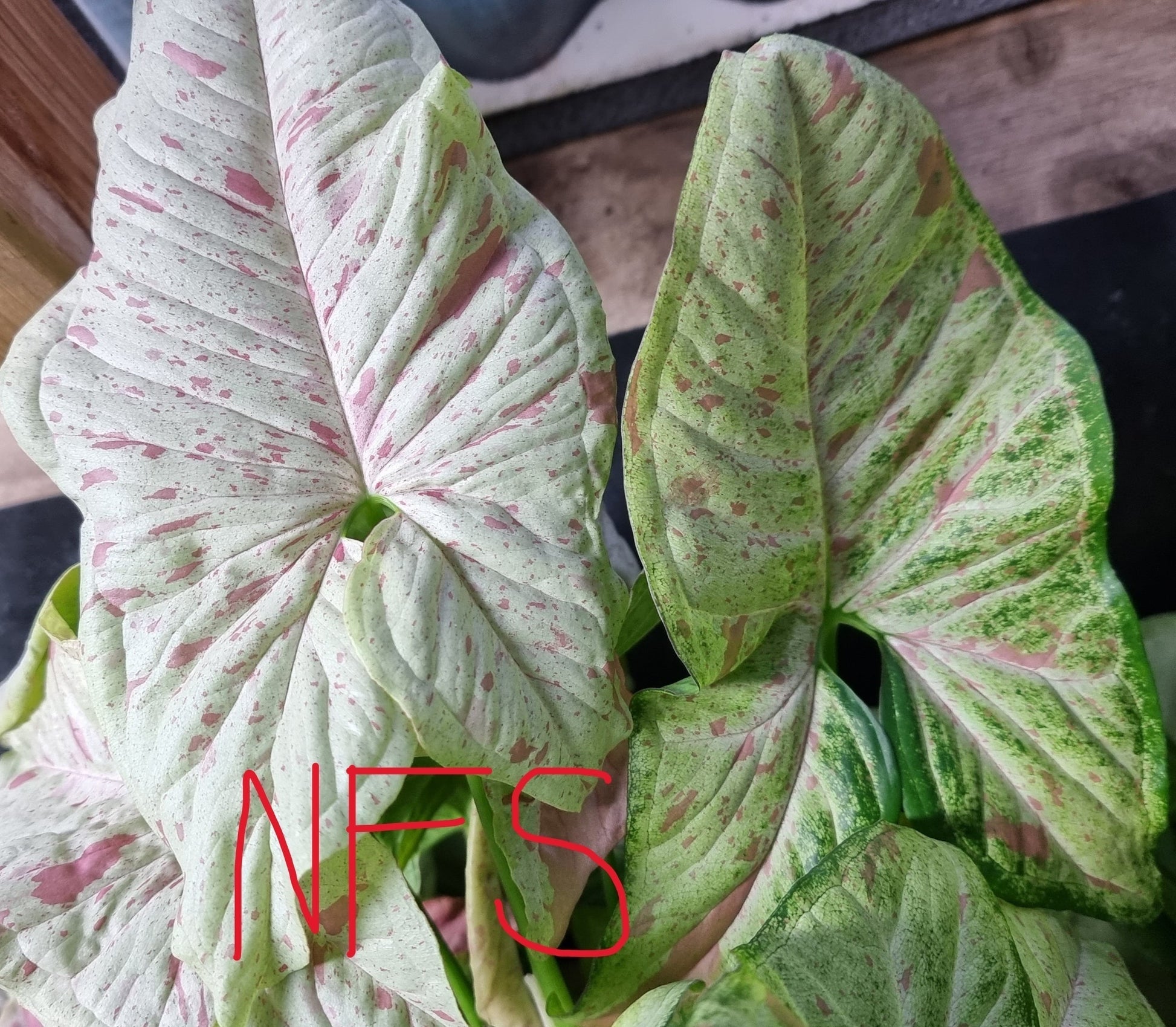 Syngonium confetti for sale in Perth Australia