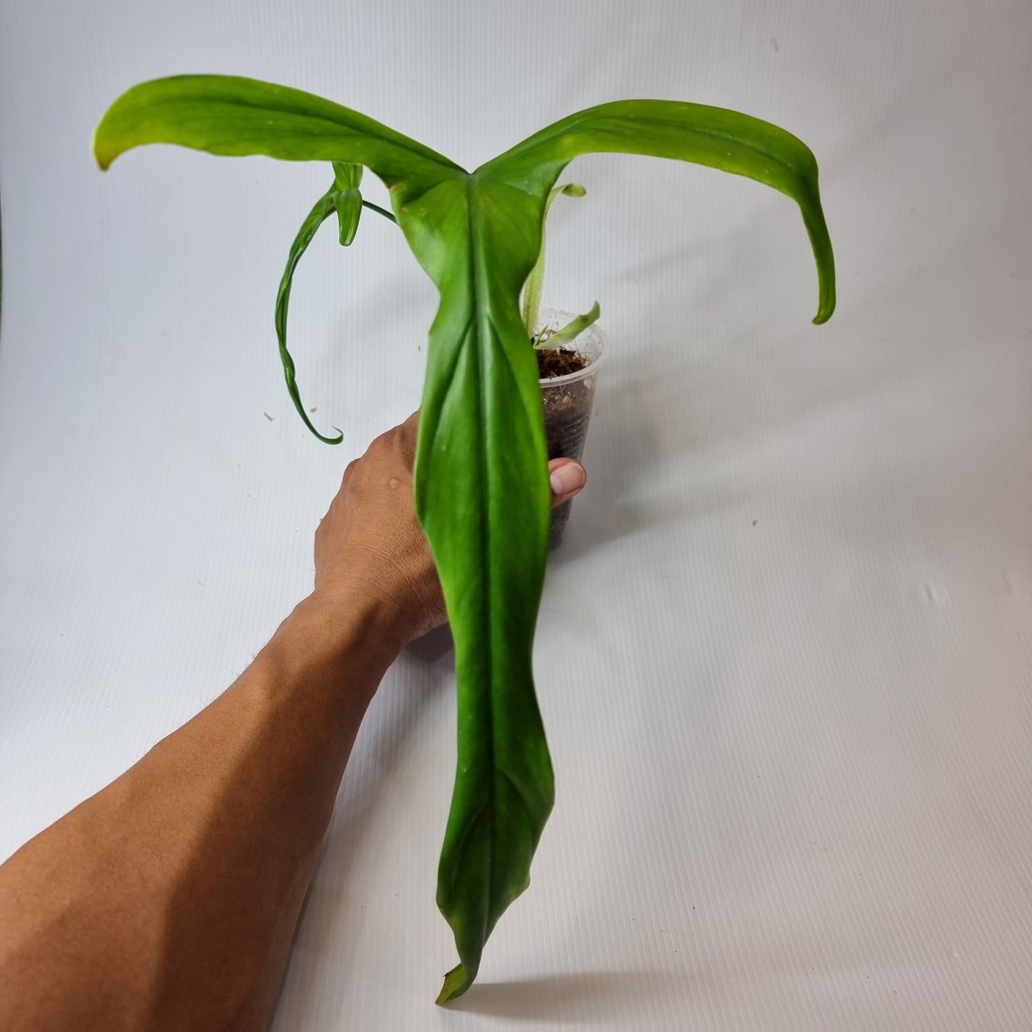 rare Philodendron holtonianum for sale in Perth Australia