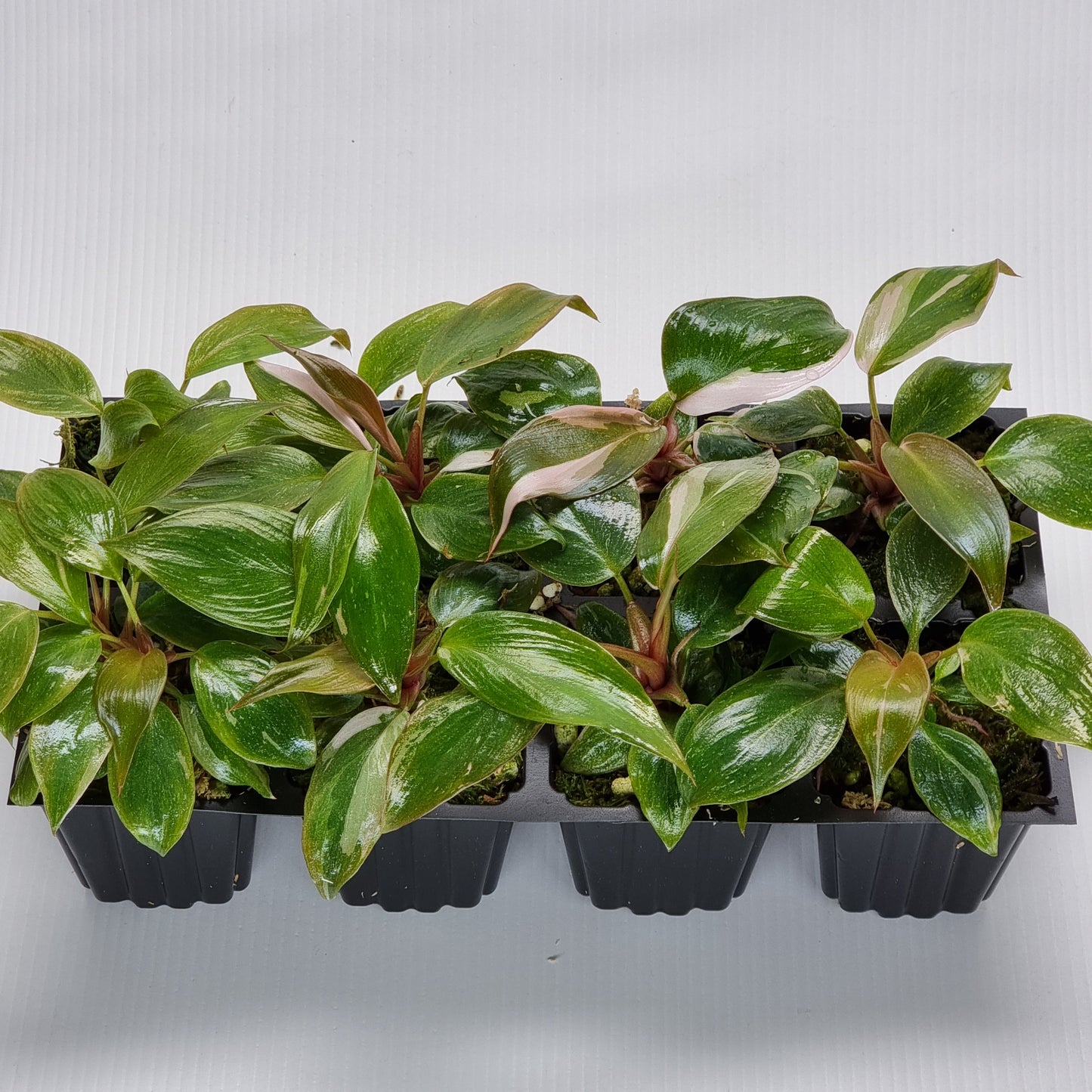 rare Philodendron pink princess marble for sale in Perth Australia