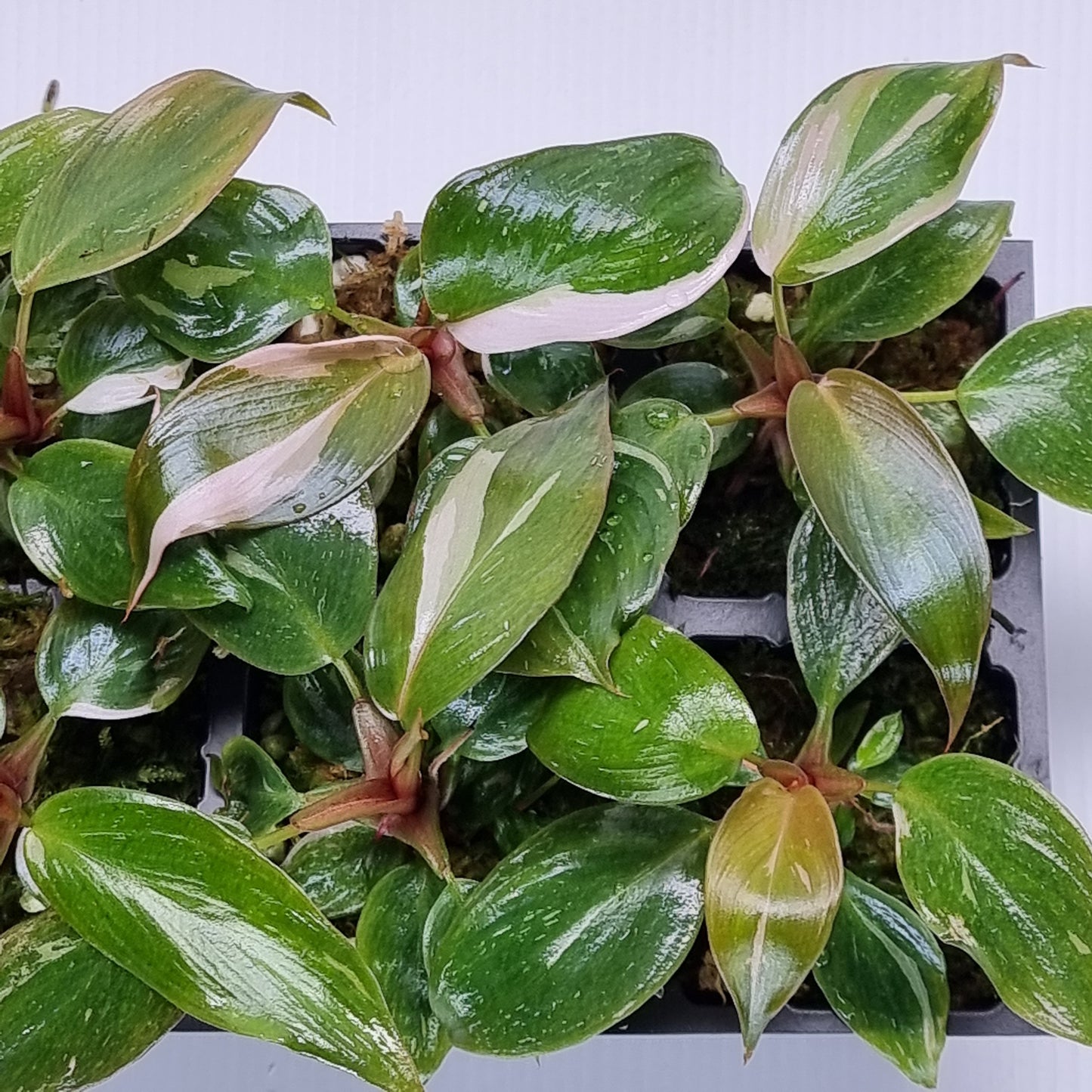 rare Philodendron pink princess marble for sale in Perth Australia