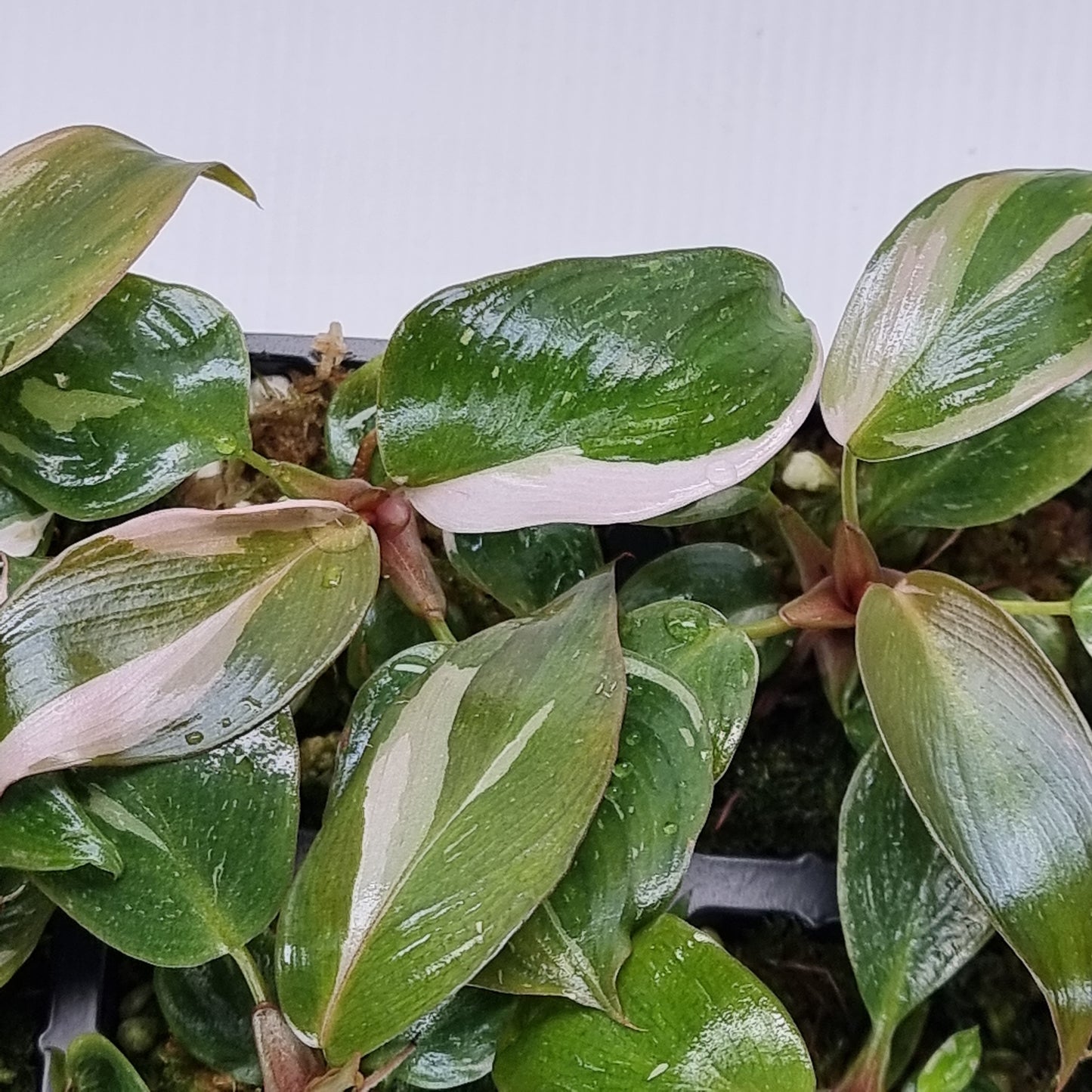 rare Philodendron pink princess marble for sale in Perth Australia