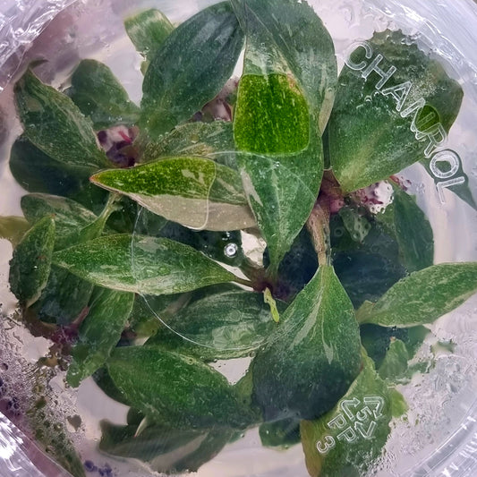 Tissue Culture Kits Page 2 Flora Magnifica Australia