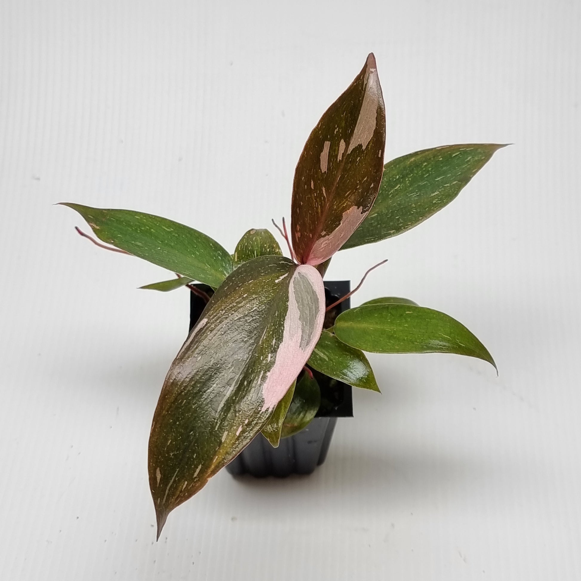 rare Philodendron pink princess marble for sale in Perth Australia