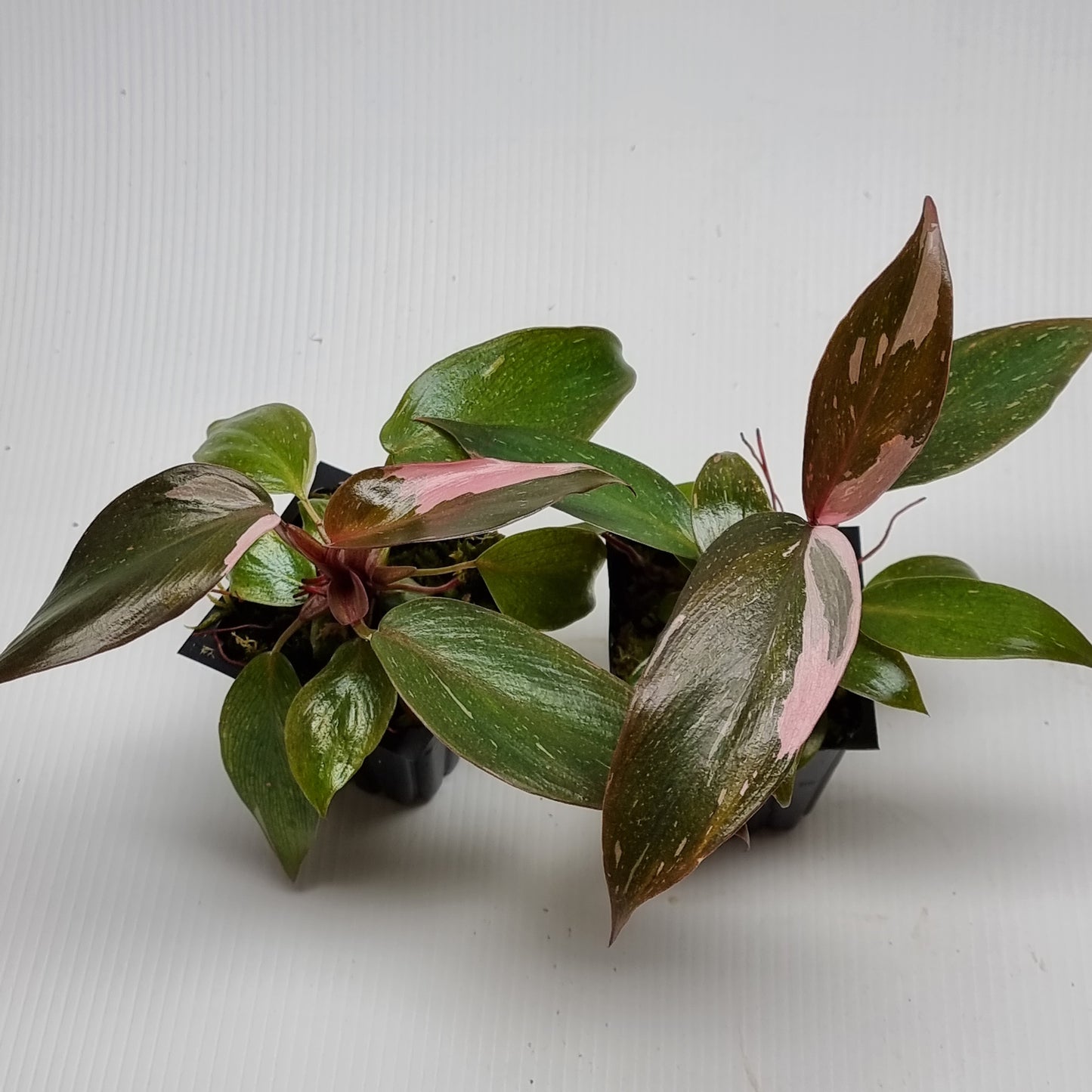 rare Philodendron pink princess marble for sale in Perth Australia