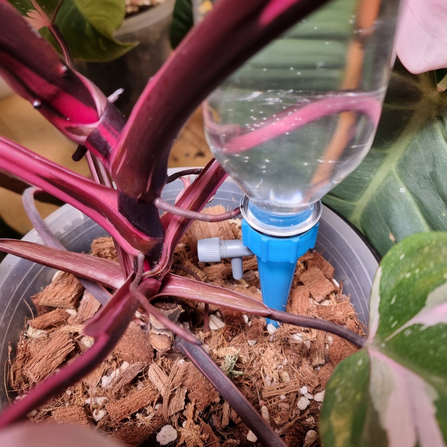 Self watering plant dripper