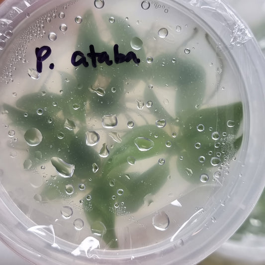 Tissue Culture Kits Page 2 Flora Magnifica Australia