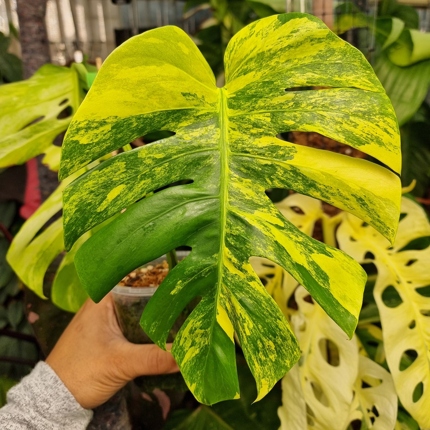 Monstera borsigiana Aurea – Flora Magnifica Australia