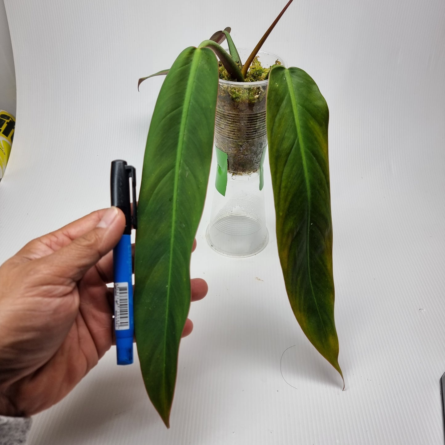 rare Philodendron bicolor for sale in Perth Australia