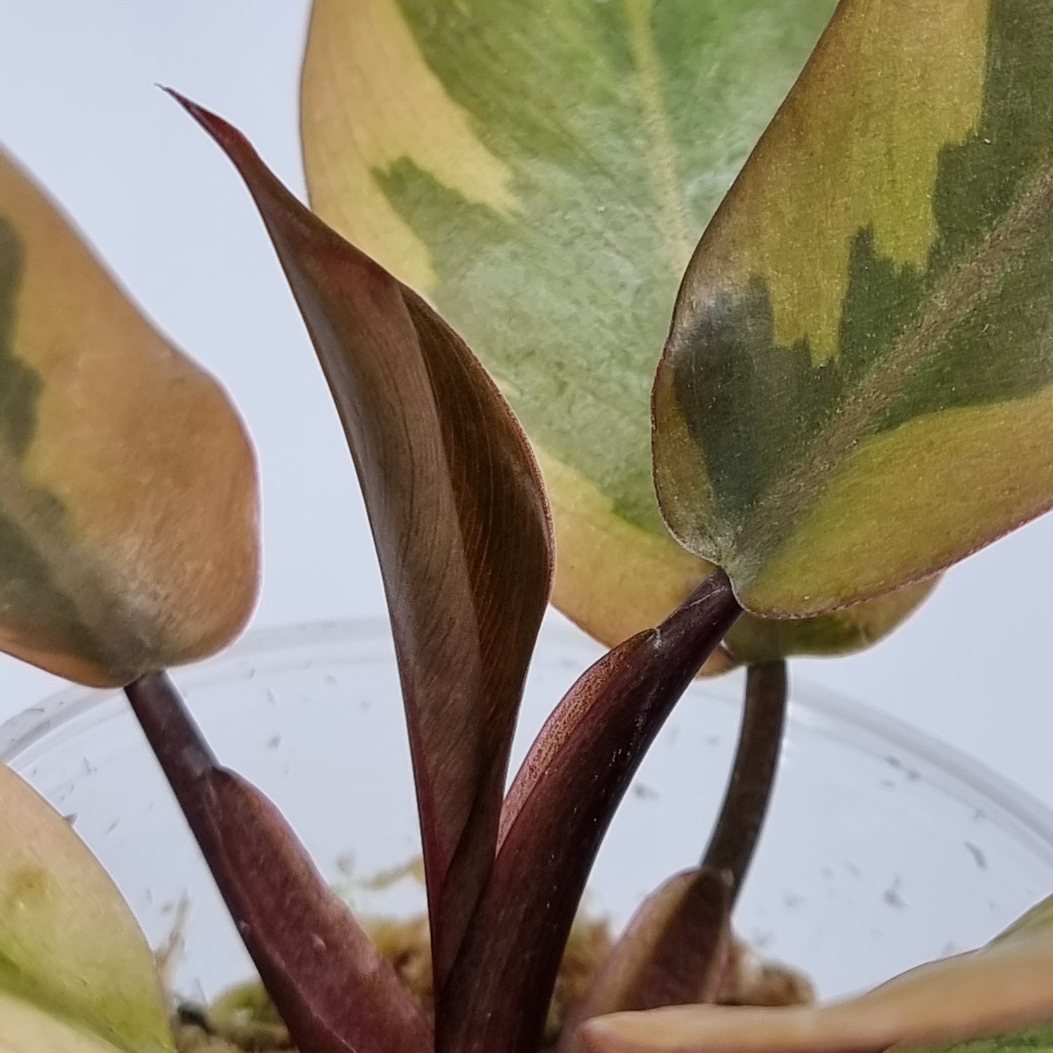 rare Variegated Philodendron black cardinal for sale in Perth Australia