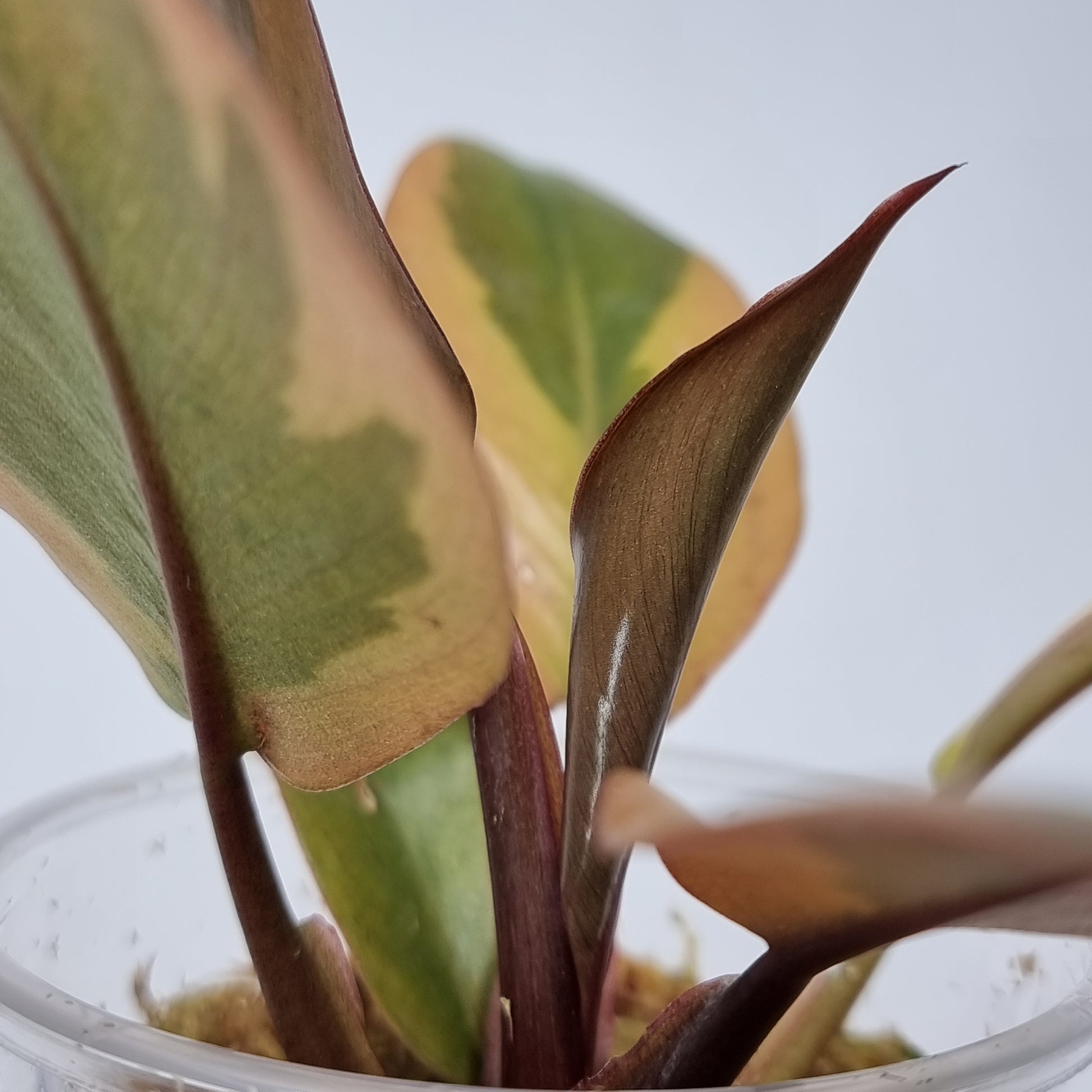 rare Variegated Philodendron black cardinal for sale in Perth Australia