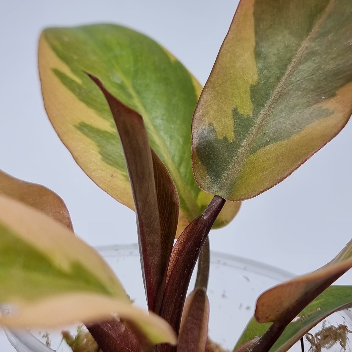 Variegated Philodendron black cardinal