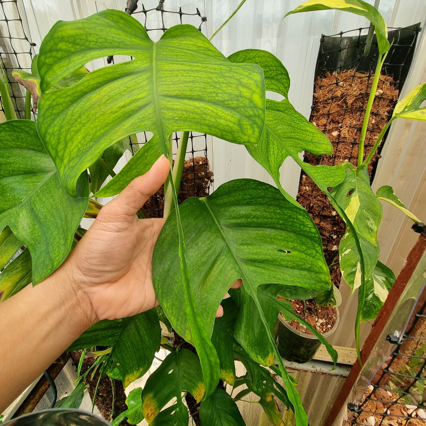 Epipremnum pinnatum 'Skeleton key' for sale in Perth Australia