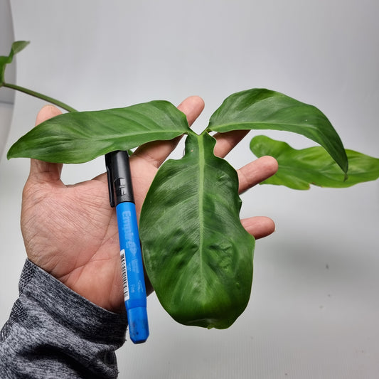 rare Philodendron sanctamartinense for sale in Perth Australia