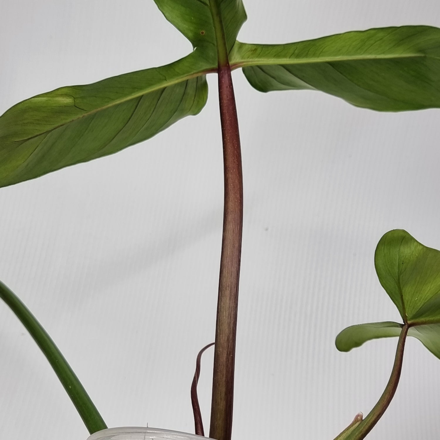 rare Philodendron sanctamartinense for sale in Perth Australia