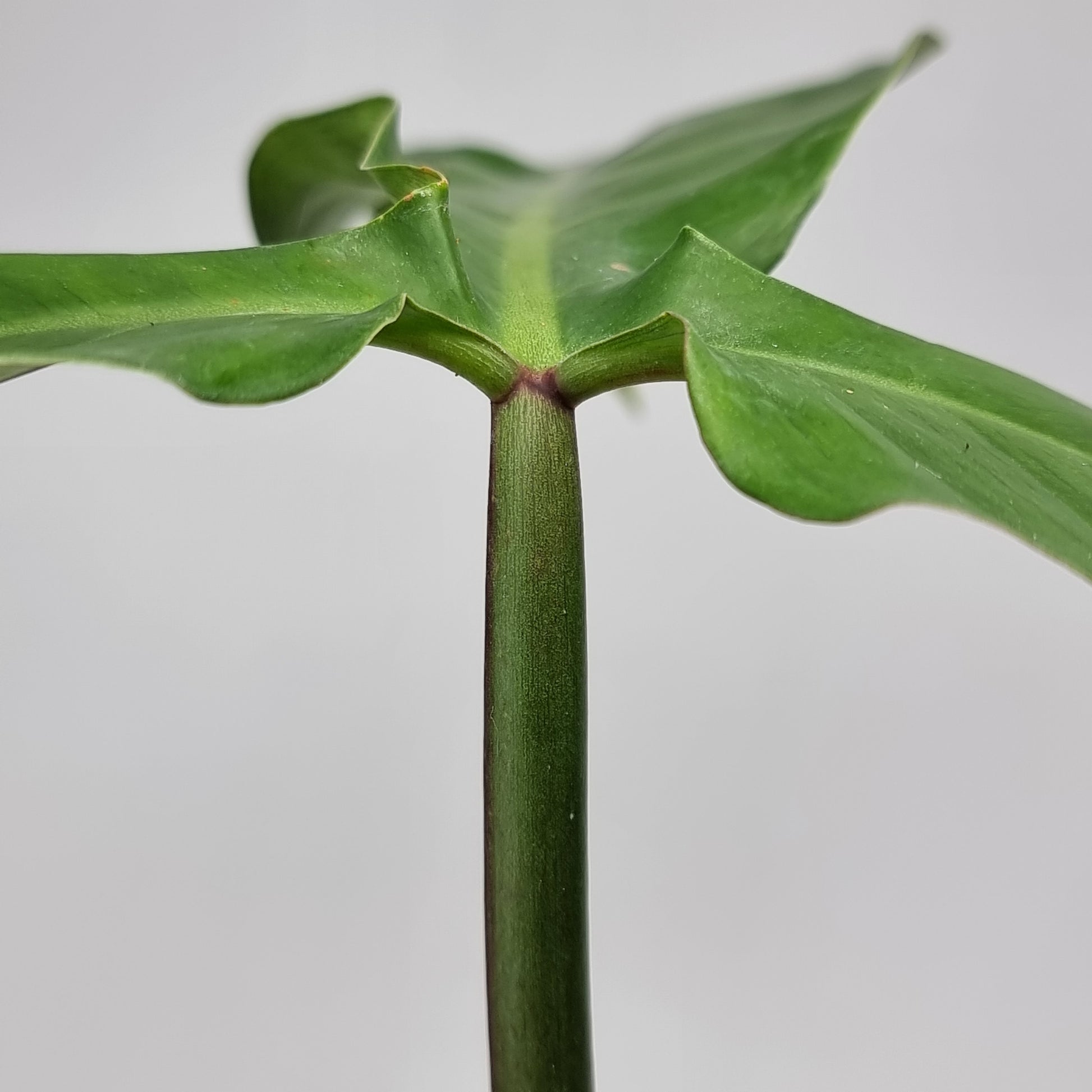 rare Philodendron sanctamartinense for sale in Perth Australia