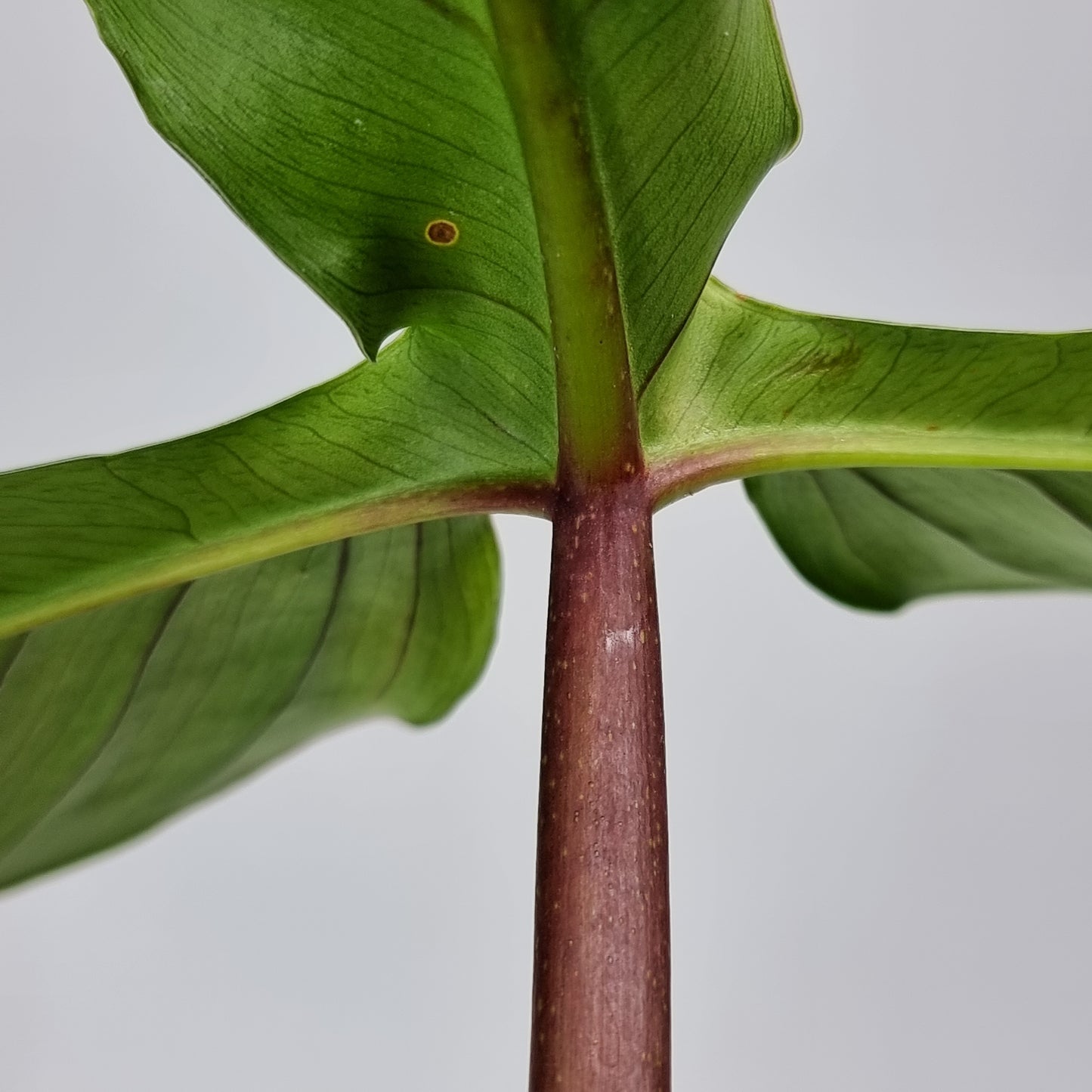 rare Philodendron sanctamartinense for sale in Perth Australia