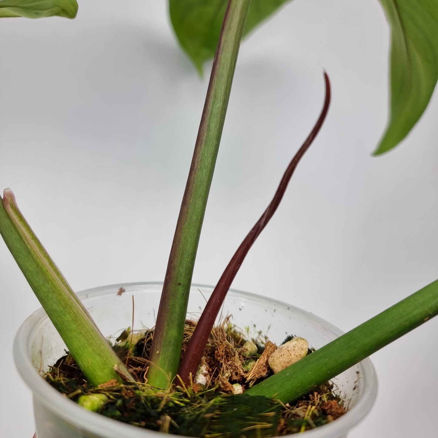 rare Philodendron sanctamartinense for sale in Perth Australia