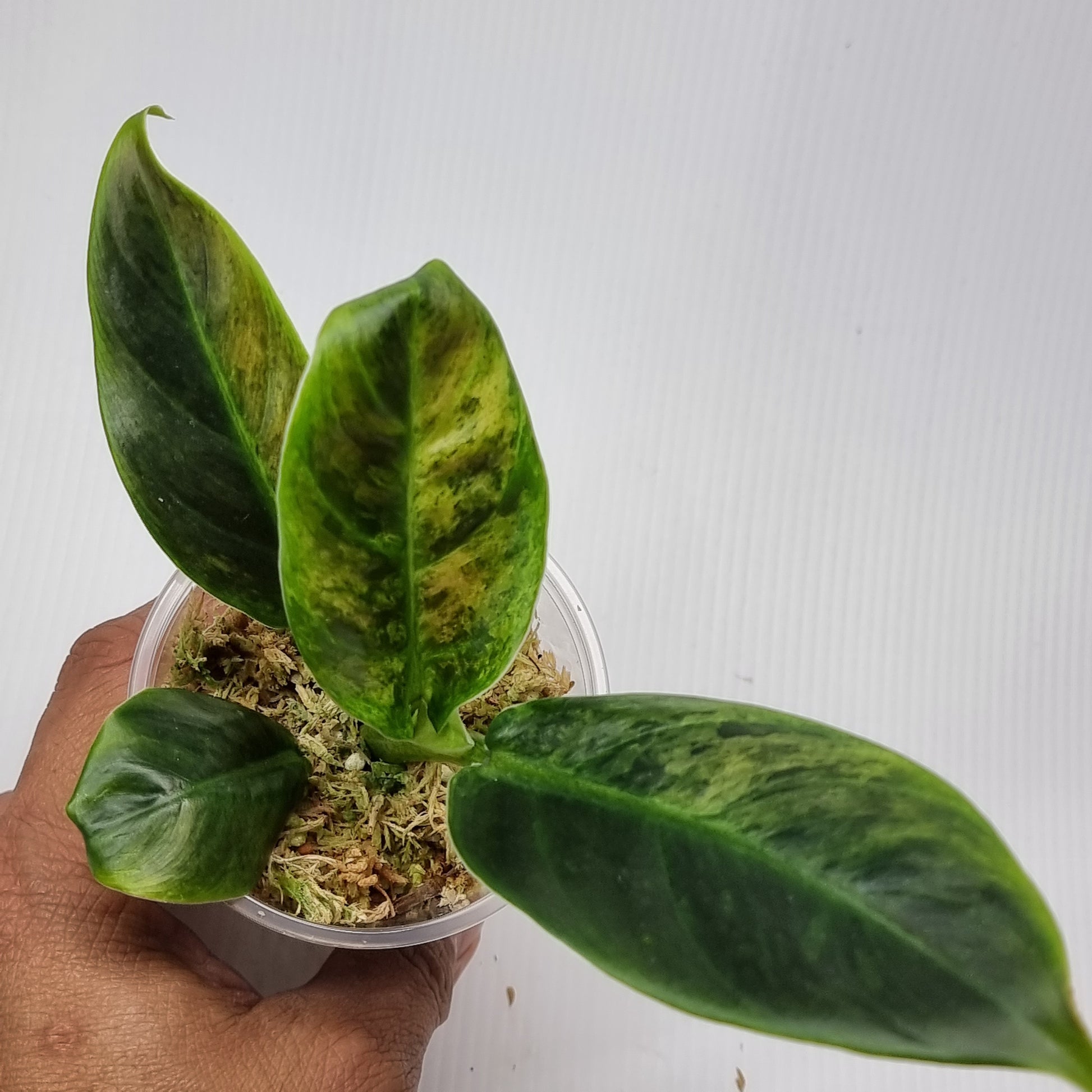 rare Variegated philo subhastatum for sale in Perth Australia